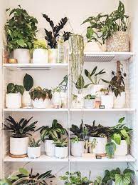 9 Ways To Arrange Your Perfect Indoor Plant Shelf Indoor Plant Shelves Plant Shelves Indoor Plant Wall
