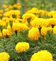 Sebenarnya lokasi ladang bunga marigold ini adalah ladang perkebunan rakyat. 12 Manfaat Bunga Marigold Untuk Kesehatan