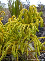 Image result for Lycopodiella cernua