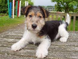 Wire Haired Fox Terrier Puppies Southampton Hampshire Pets4homes Fox Terrier Fox Terrier Puppy Wire Fox Terrier