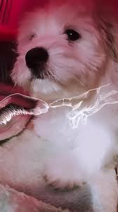 Pin By Gamze On Panbeh Video In 2020 Dog Memes Dog House Dog Tattoo