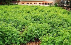 Image result for Mimosa diplotricha