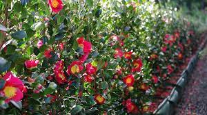 Camellia Sasanqua Yuletide Valley Nursery Small Garden Design Hedges