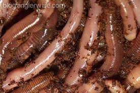 How To Catch Your Own Nightcrawlers And Earthworms For Fishing Bait Lombricompostage Ver De Terre Lombricompost