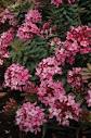 Profile Picture of Daphne Cneorum Ruby Glow Rose Daphne | SiteOneon Google