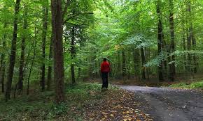 Belgrad forest is a mixed deciduous forest lying adjacent to istanbul, turkey. Belgrad Ormani Nerede Ve Gezilecek En Iyi 20 Yer