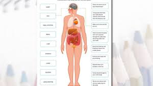 Soft contracting muscles are connected to the hard bones through tendons. Human Body Diagram Worksheets 99worksheets