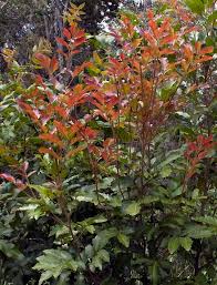 Image result for Embelia xylocarpa