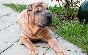 20,534 likes · 179 talking about this. Las 10 Razas De Perros Que Antes Fueron Domesticadas Por El Hombre
