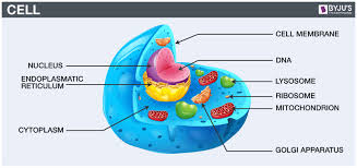 Pin On Biology Notes Collage