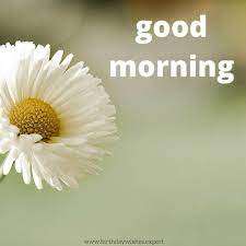 Check out our amazing collection of free hd pictures to flowers good morning. Good Morning With White Flower
