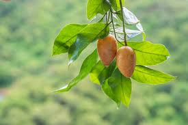 Image result for Clausena lansium