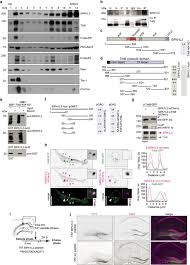 Glass bathroom shelves uke tuner low g. Sipa1l2 Controls Trafficking And Signaling Of Trkb Containing Amphisomes At Presynaptic Terminals Biorxiv