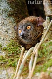 Image result for Mohria lepigera