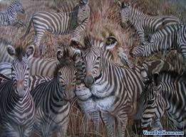 Hidden Lion In Zebras Optical Illusion Illusion Pictures Optical Illusions Pictures Illusions