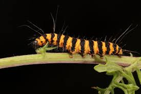 Black And White Striped Caterpillar With Yellow Belly Io Moth With Black Hindspot Eyes Visible To Scare Off Prey Stock Photo Image Of Color Reveal 149123630