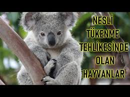 Avustralya Da Nesli Tukenen Ve Tukenmekte Olan Hayvanlar Youtube