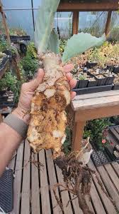 Image result for Cissus humbertii