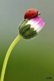 Mei Lia Adli Kullanicinin Love Bugs Panosundaki Pin Bitki Ugur Bocekleri Doga