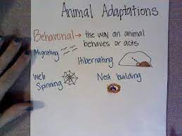 Learn vocabulary, terms and more with flashcards, games and other study tools. Animal Adaptation Anchor Chart Youtube