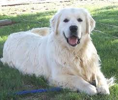 Double B Golden Retrievers Golden Retriever Puppies For Sale White English Platinum Cream Goldens Breeder Retriever Golden Retriever Dogs Golden Retriever