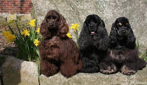 Amerikansk Cockerspaniel