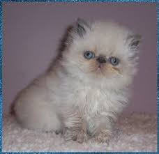 Is there such a thing as a blue point himalayan cat? Himalayan Lilac Persian Cat Novocom Top