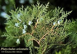 Image result for Platycladus orientalis