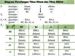 Perhatikan 5 soal persilangan monohibrid dan pembahasannya berikut ini. Persilangan Monohibrid Dominan Edukasi News