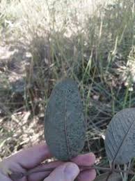 Image result for Isoberlinia