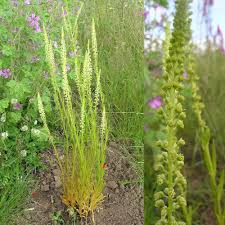 Image result for Resedaceae