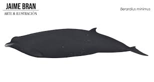 A new beaked whale species berardius minimus, which has been long postulated by local whalers in hokkaido, japan, has been confirmed. Berardius The Bus Sized Deep Sea Predator With Barnacle Covered Battle Teeth Bestiarium