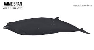 Remarkably smaller body size of physically mature individuals, proportionately shorter beak, darker. Berardius The Bus Sized Deep Sea Predator With Barnacle Covered Battle Teeth Bestiarium