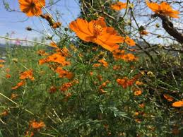 They bring brilliant colour and scent to your home, with the flowers and fruit they produce. Cosmos How To Plant Grow And Care For Cosmos Flowers The Old Farmer S Almanac