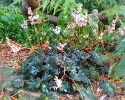 Annuals Gardening In The Panhandle