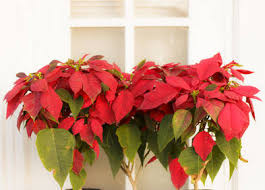 Une plante d'intérieur bien soignée ne devrait pas, en principe, être sujette aux attaques parasitaires. Poinsettia Etoile De Noel Tous Les Conseils D Entretien