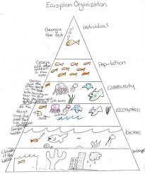 Ecosystem Pyramid The Wonders Science Biology Ecosystems Elementary Science