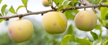 Pour un vieux pommier qui n'a pas été taillé depuis des années, il est préférable de répartir la taille voici quelques drageons oubliés au pied d'un pommier. Quand Faut Il Tailler Les Arbres Fruitiers Elagage Com