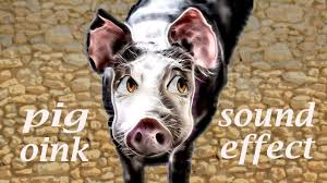 Pig Oinking Sound Effect Animation Animated Animals Animal Sounds Animals