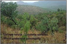 Image result for Hyperthelia dissoluta