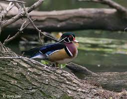 Wood duck nest box state of tennessee wildlife resources agency. Send You Plans For Building A Wood Duck House By Robertdhutchins Fiverr
