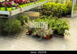 Image result for Syncolostemon elliottii