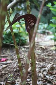 Image result for Arisaema