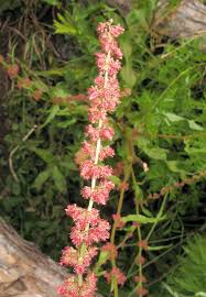 Image result for Rumex nepalensis
