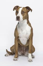 Also a variety of pitbull, rather than a different breed, the blue nose is easily identifiable due to its blue and grey toned nose, fur, eyes, and nails. American Pit Bull Terrier 1080p 2k 4k 5k Hd Wallpapers Free Download Wallpaper Flare