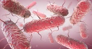 Image result for Enterobacteriaceae