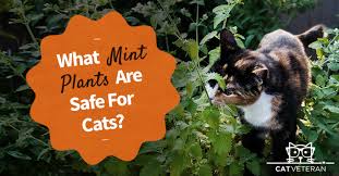 Obviously, most cats love catnip. What Mint Plants Are Safe For Cats Cat Veteran