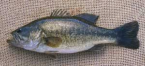 We did not find results for: Largemouth Bass Eek Wisconsin