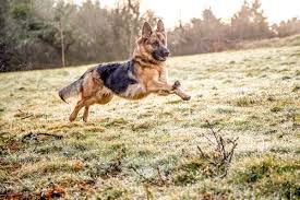 Image result for german shepherd dog