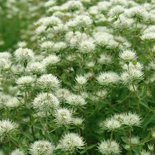 Image result for Phymaspermum